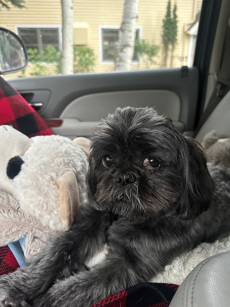 Pet travel photo 1