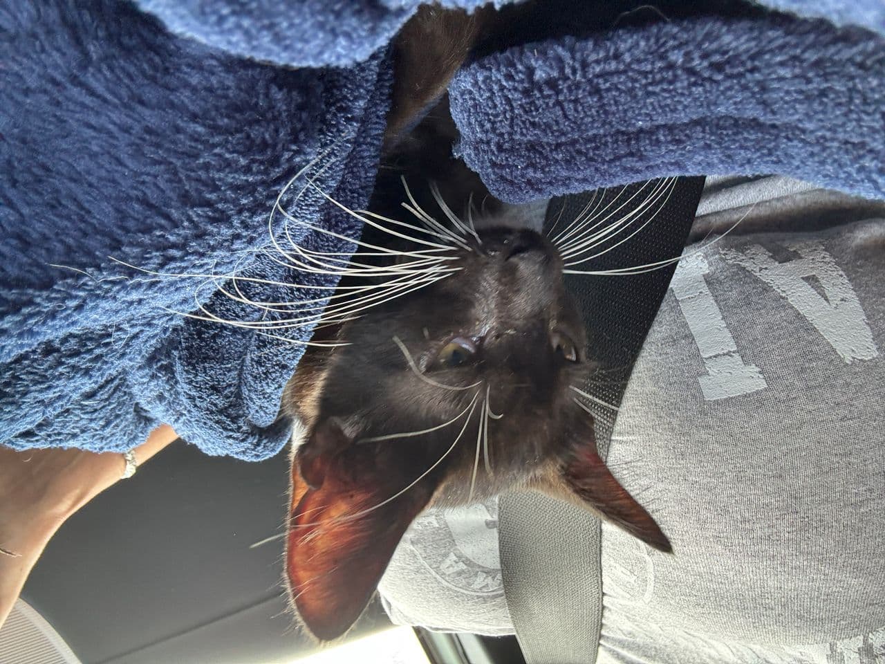 Pet travel photo 2