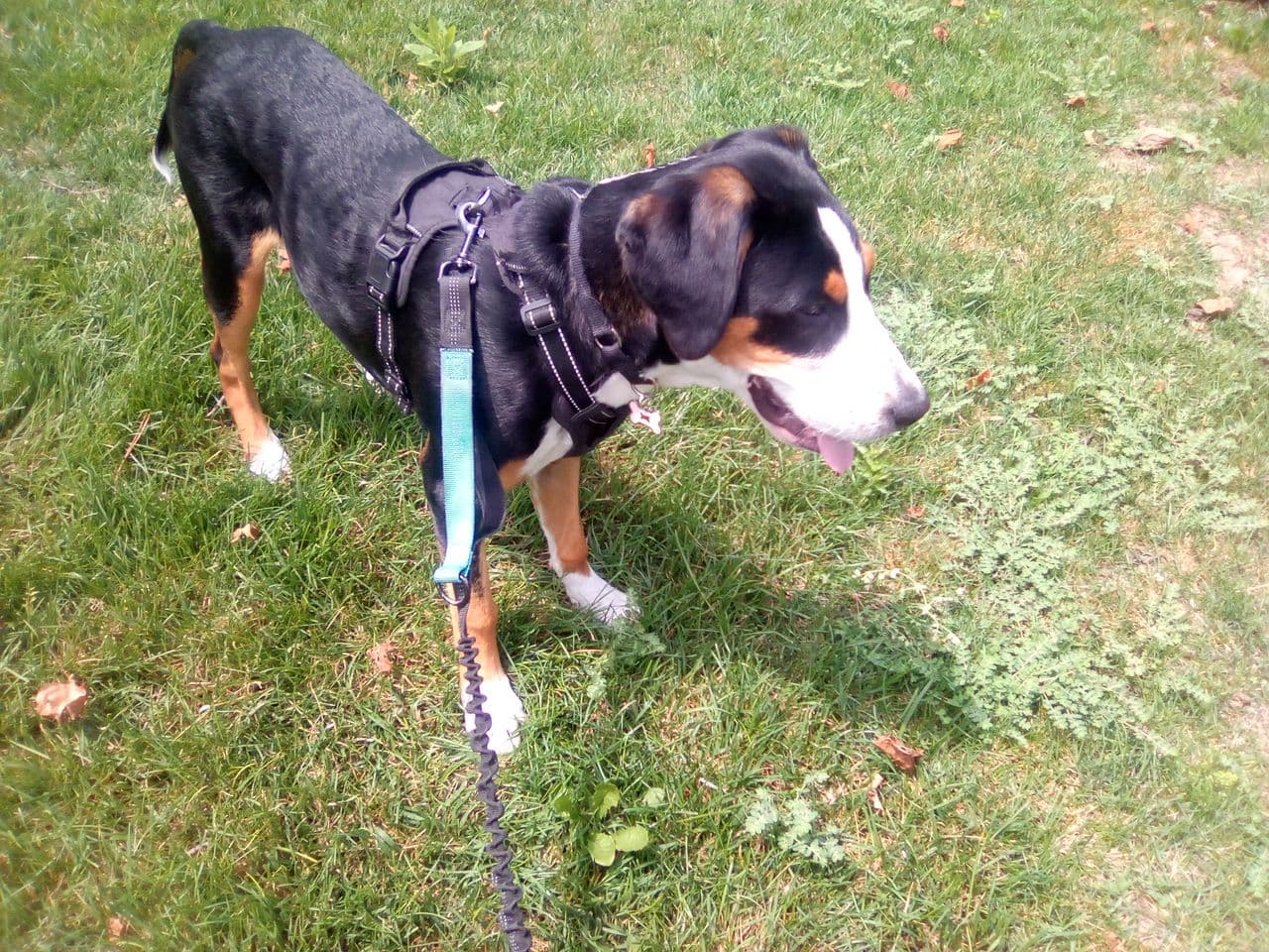 Pet travel photo 1