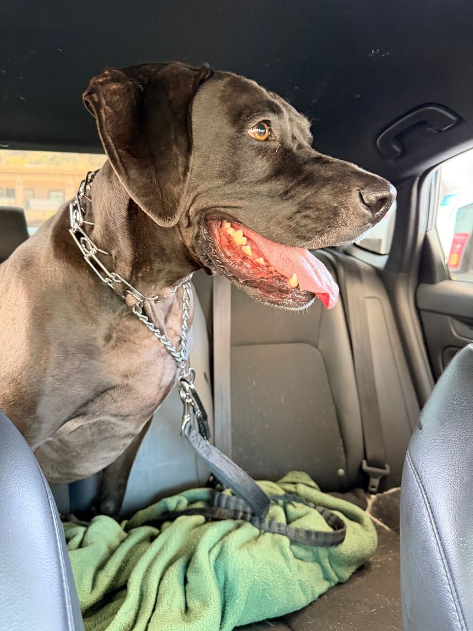 Pet travel photo 4