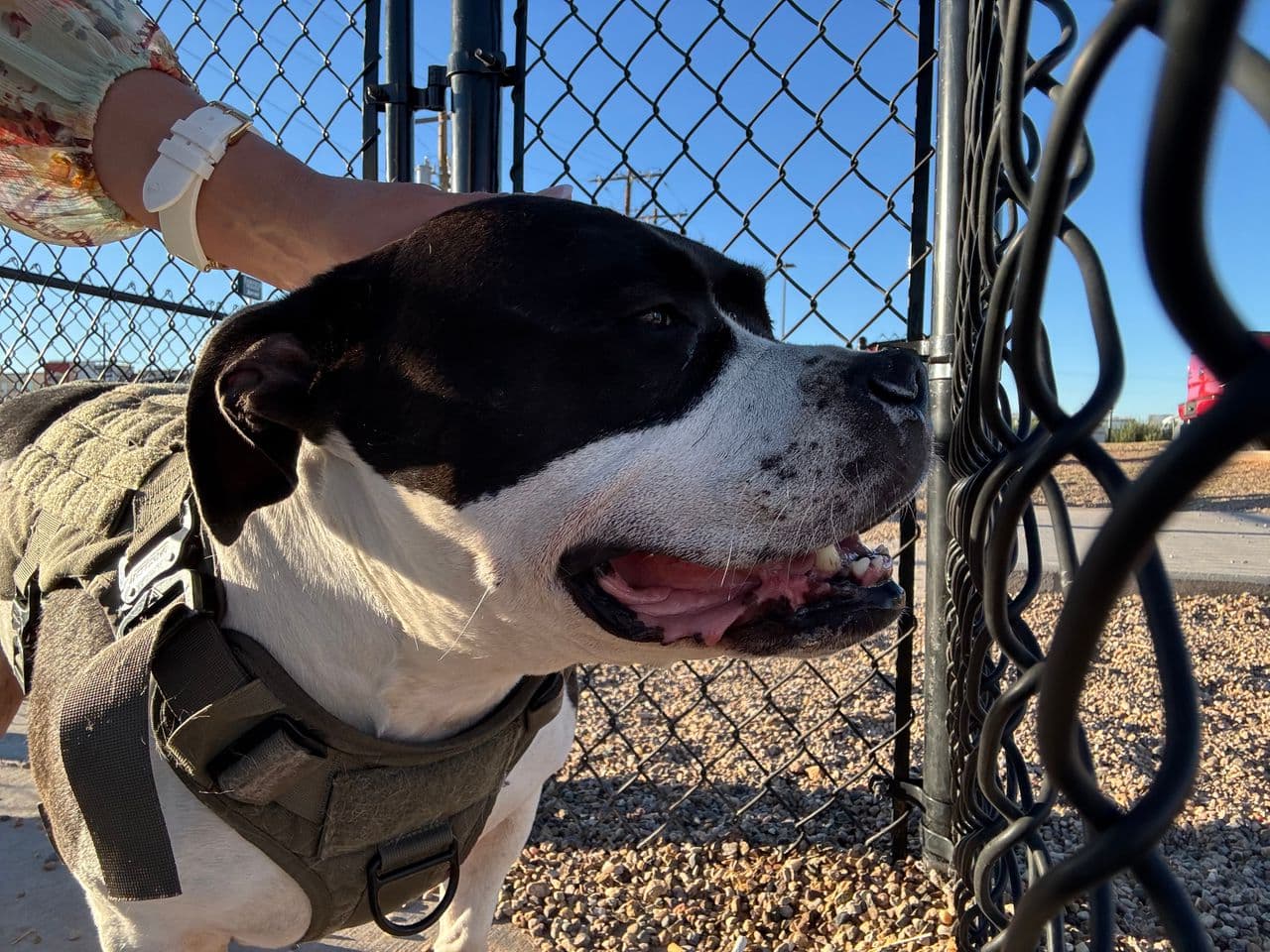 Pet travel photo 4