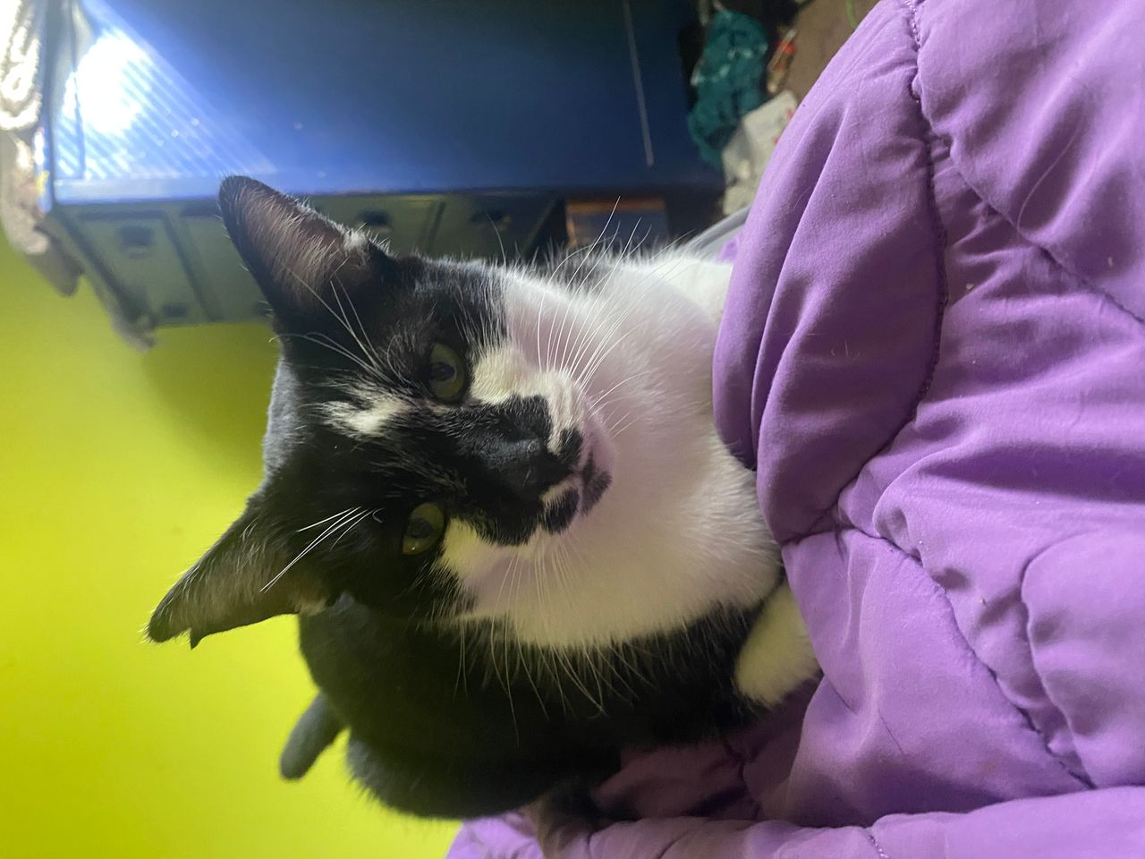 Pet travel photo 6