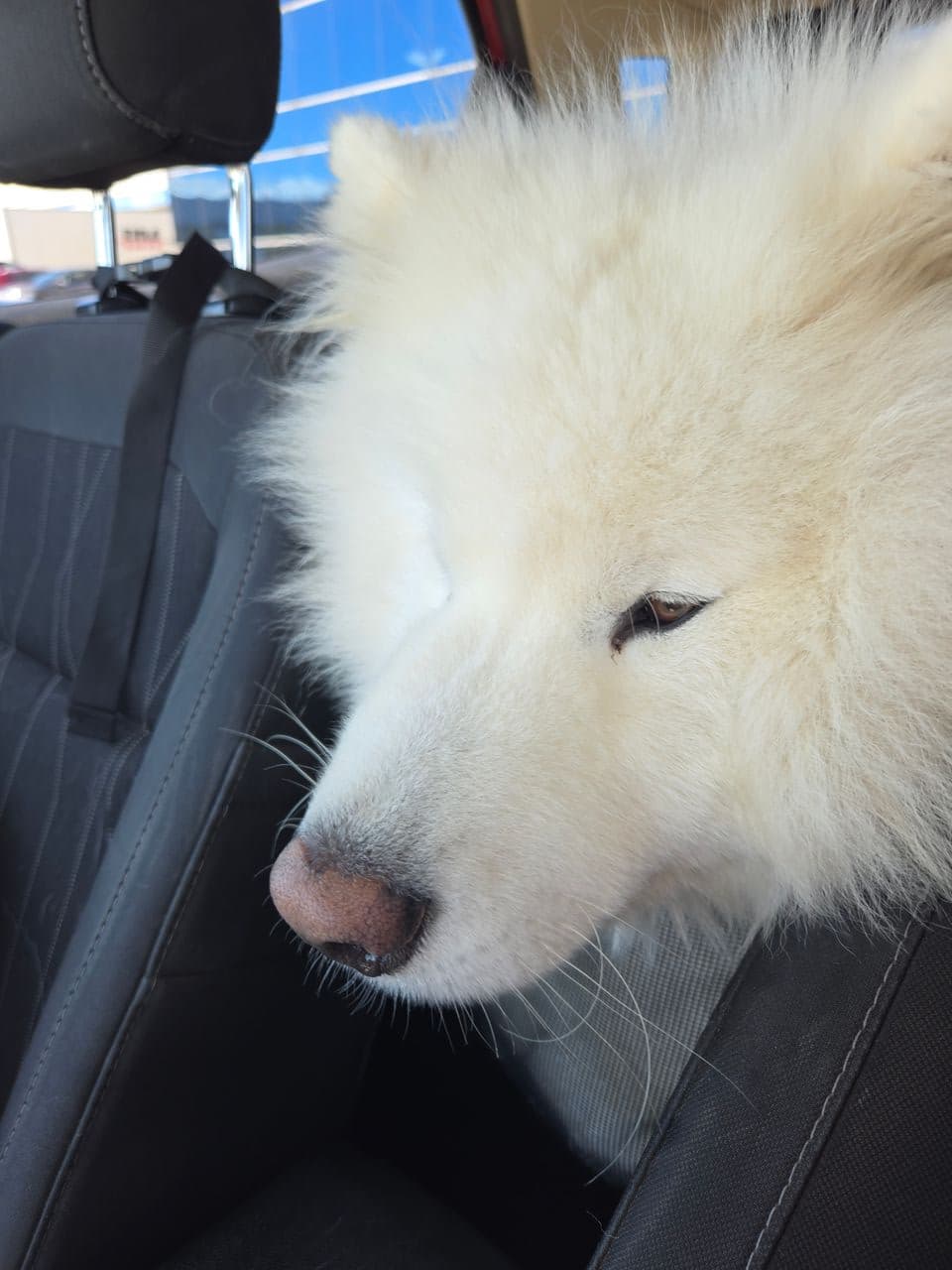 Pet travel photo 5
