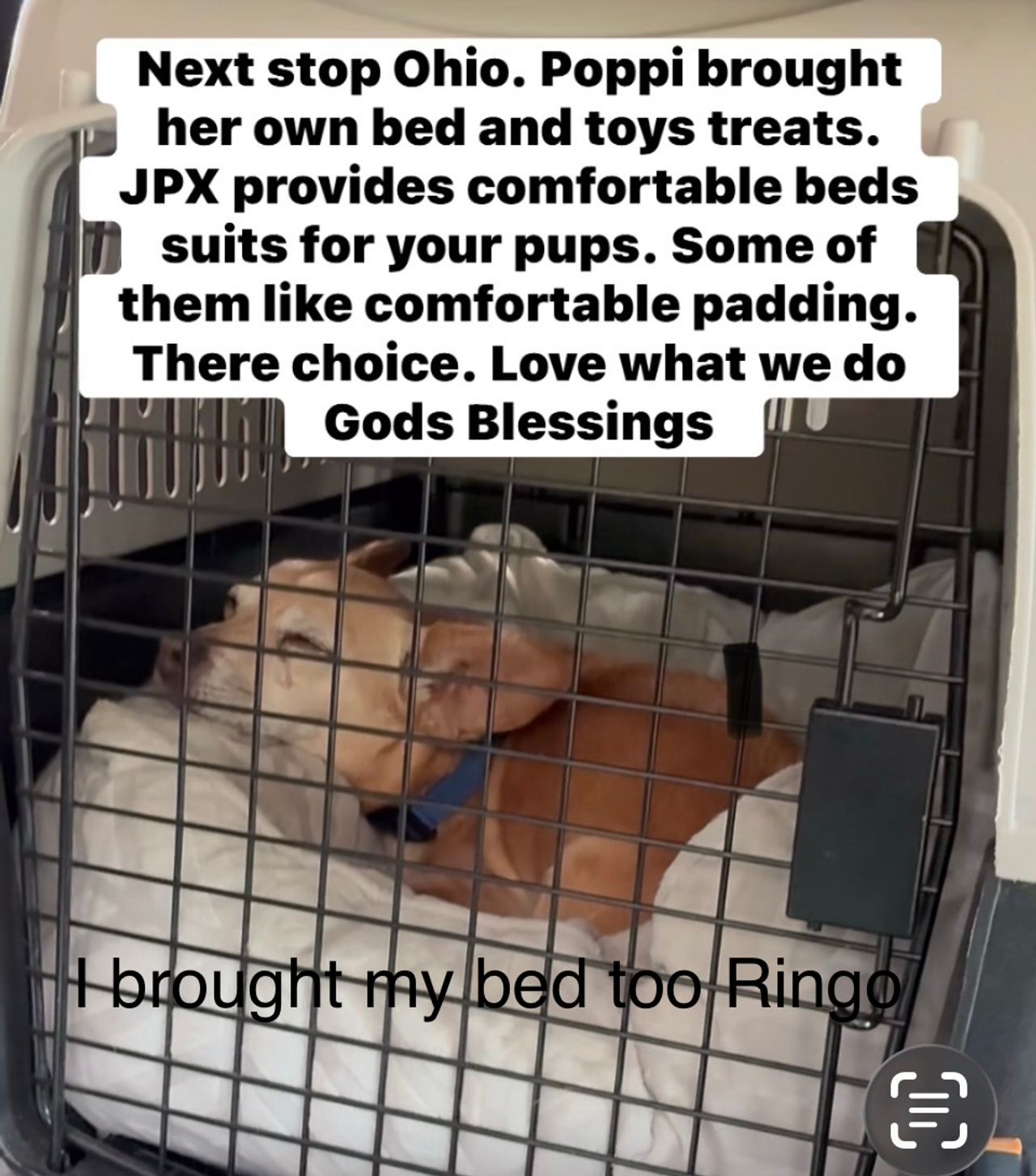 Pet travel photo 6