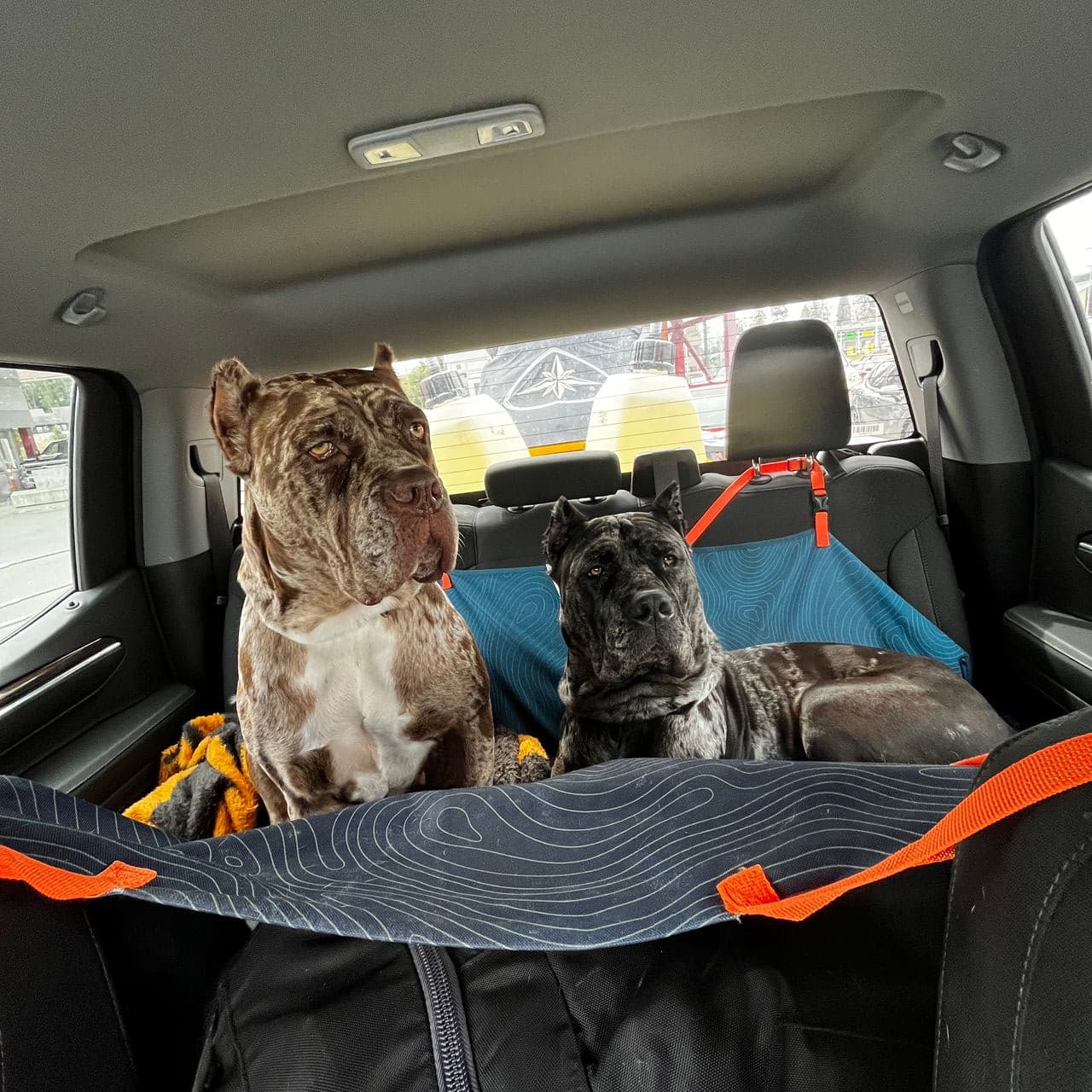 Pet travel photo 2