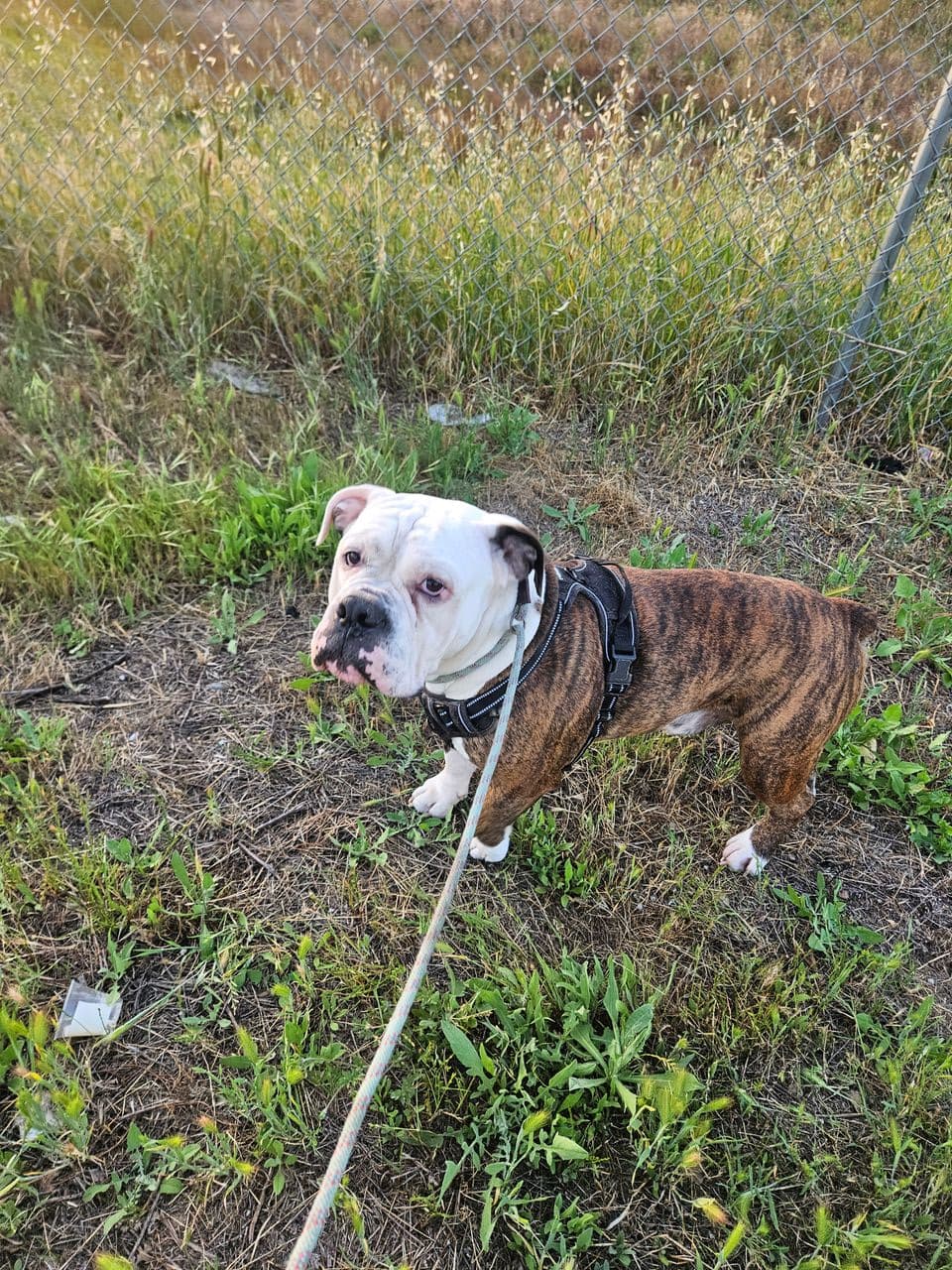 Pet travel photo 4