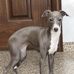 Italian Greyhound named Rainy