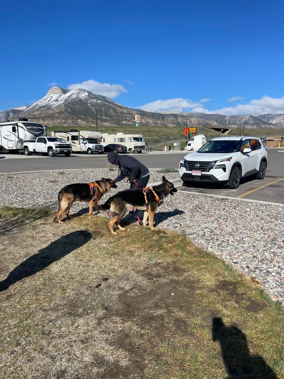 Pet travel photo 1