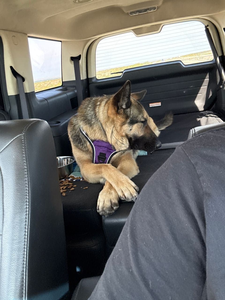 Pet travel photo 3