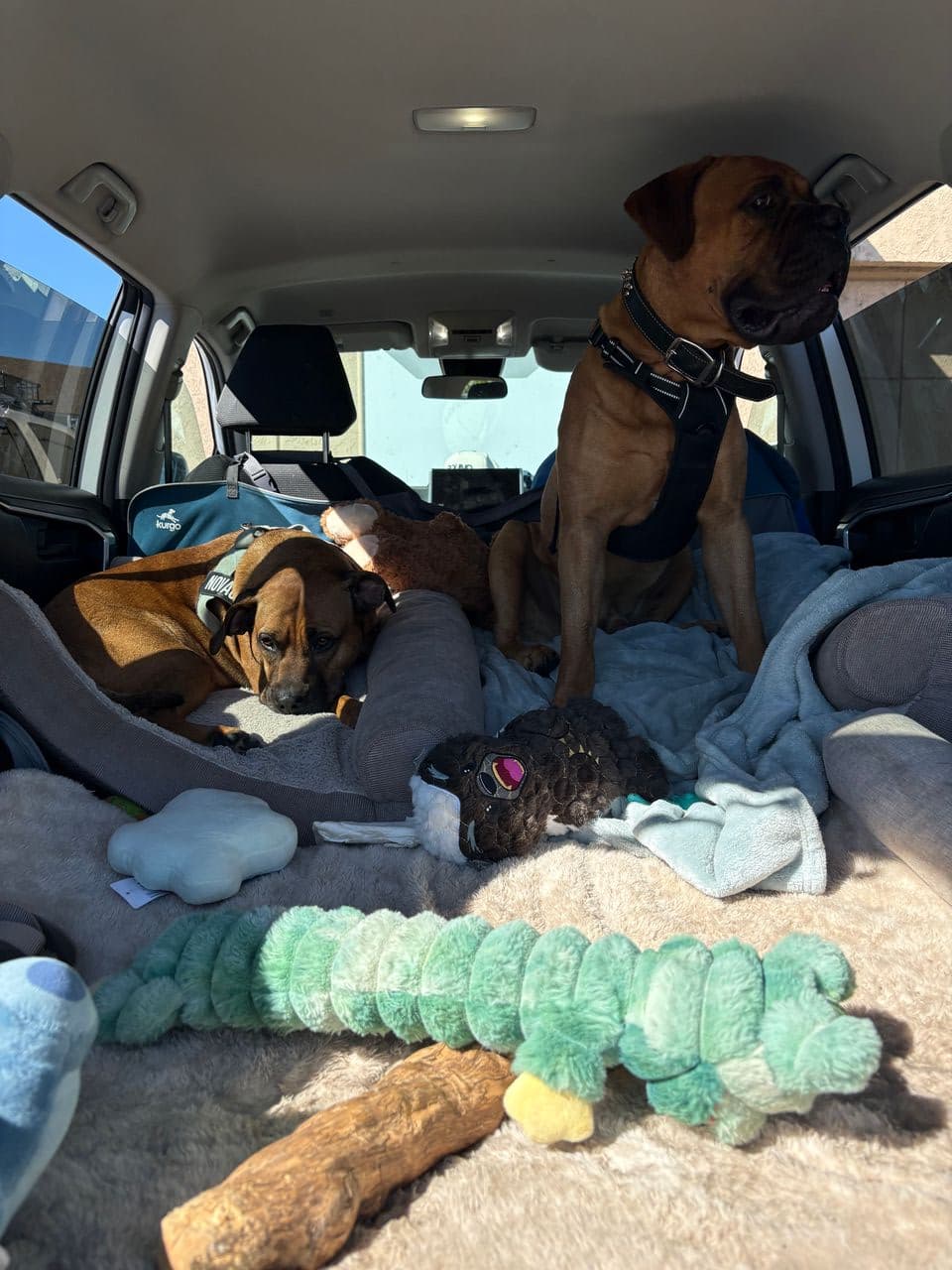 Pet travel photo 5