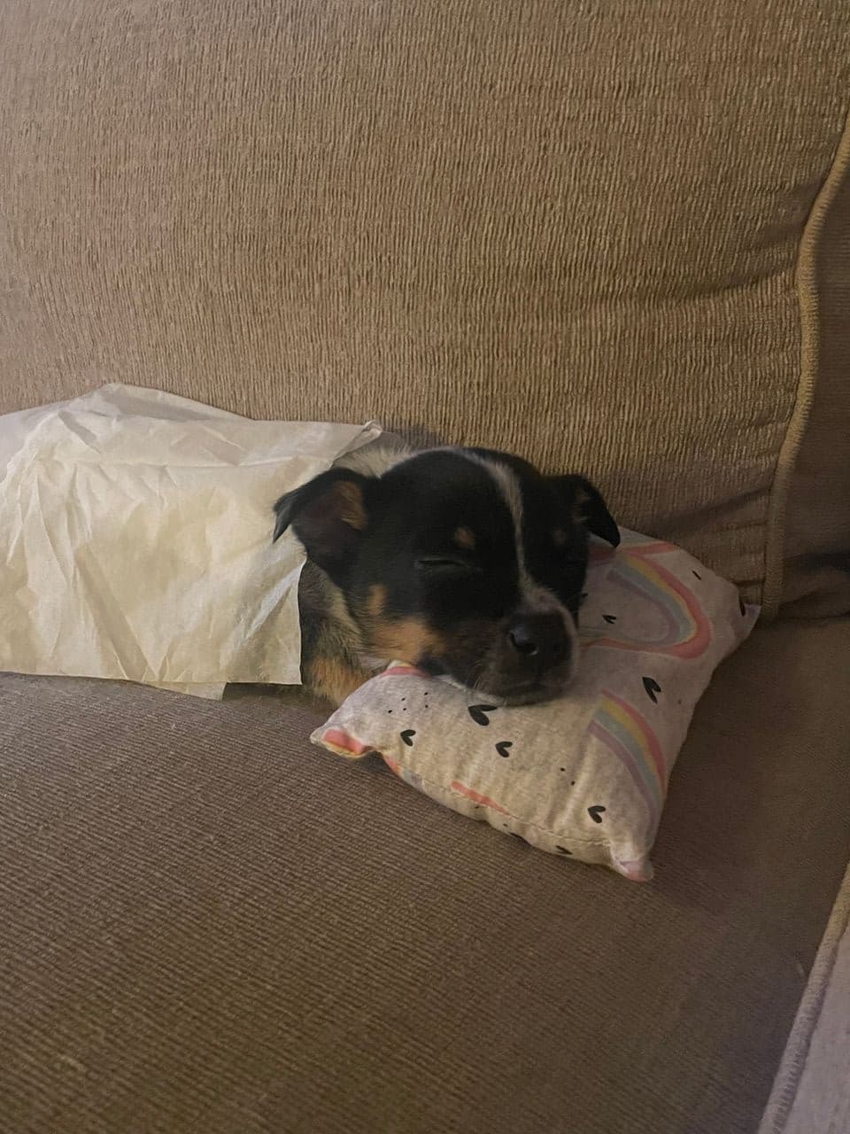 Pet travel photo 4