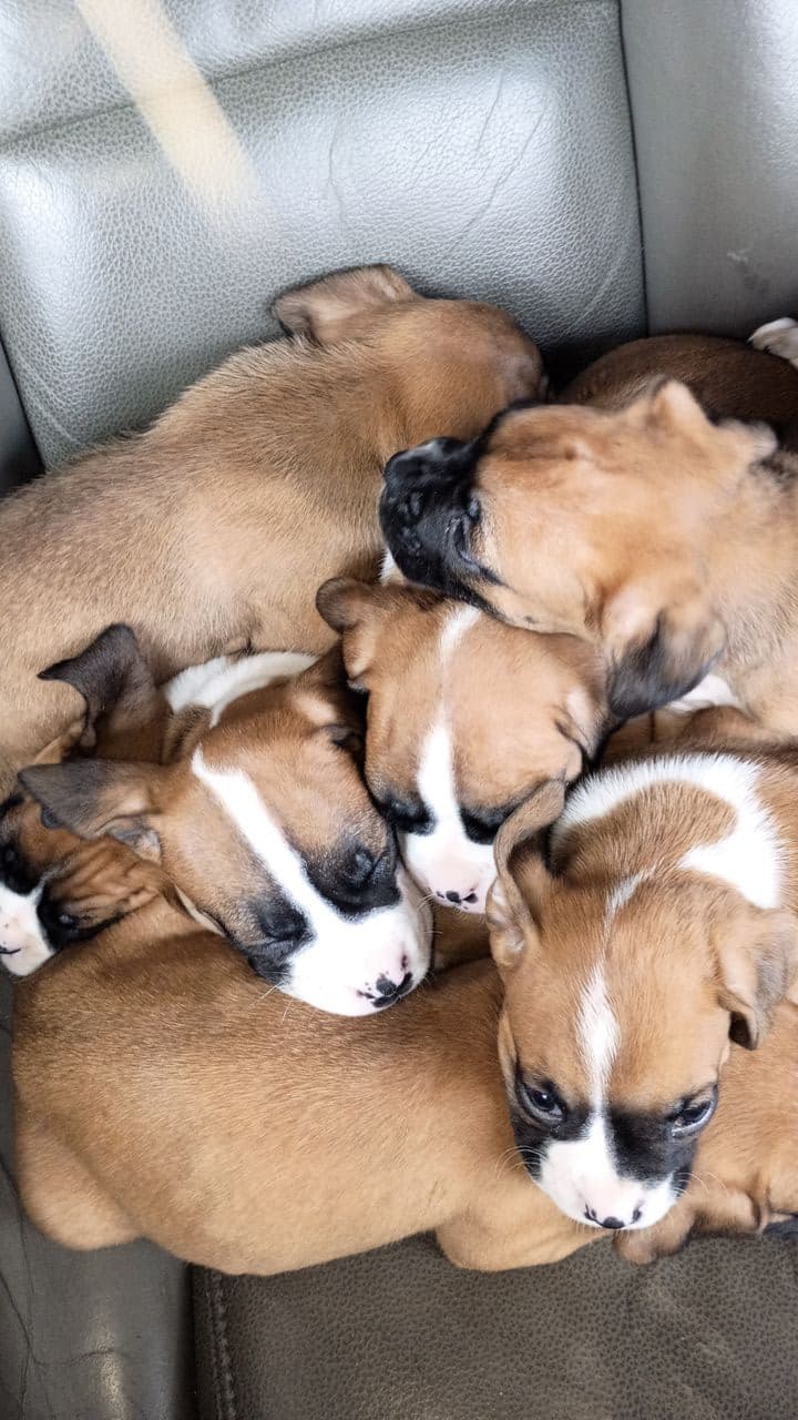 Pet travel photo 3