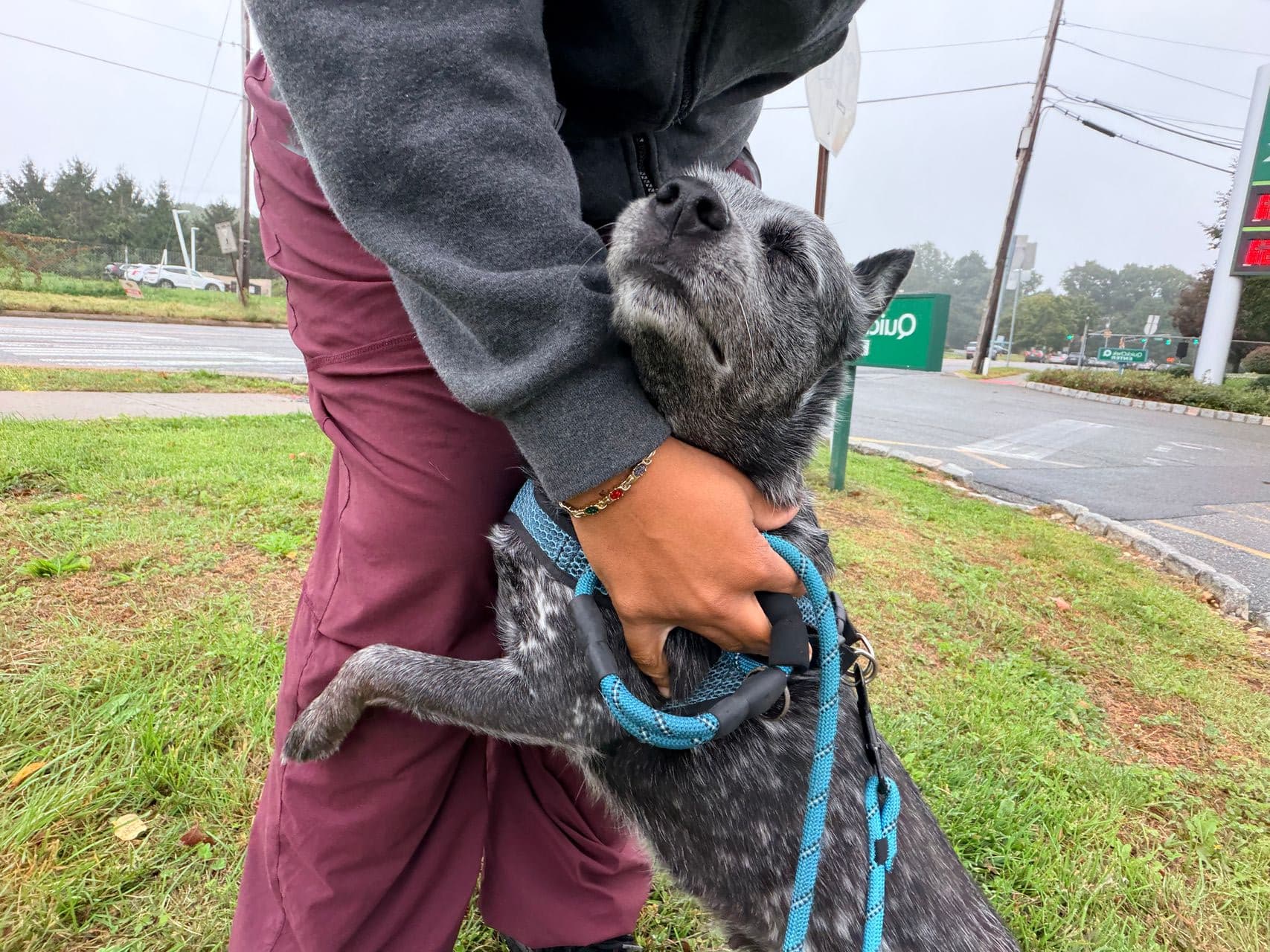 Pet travel photo 2