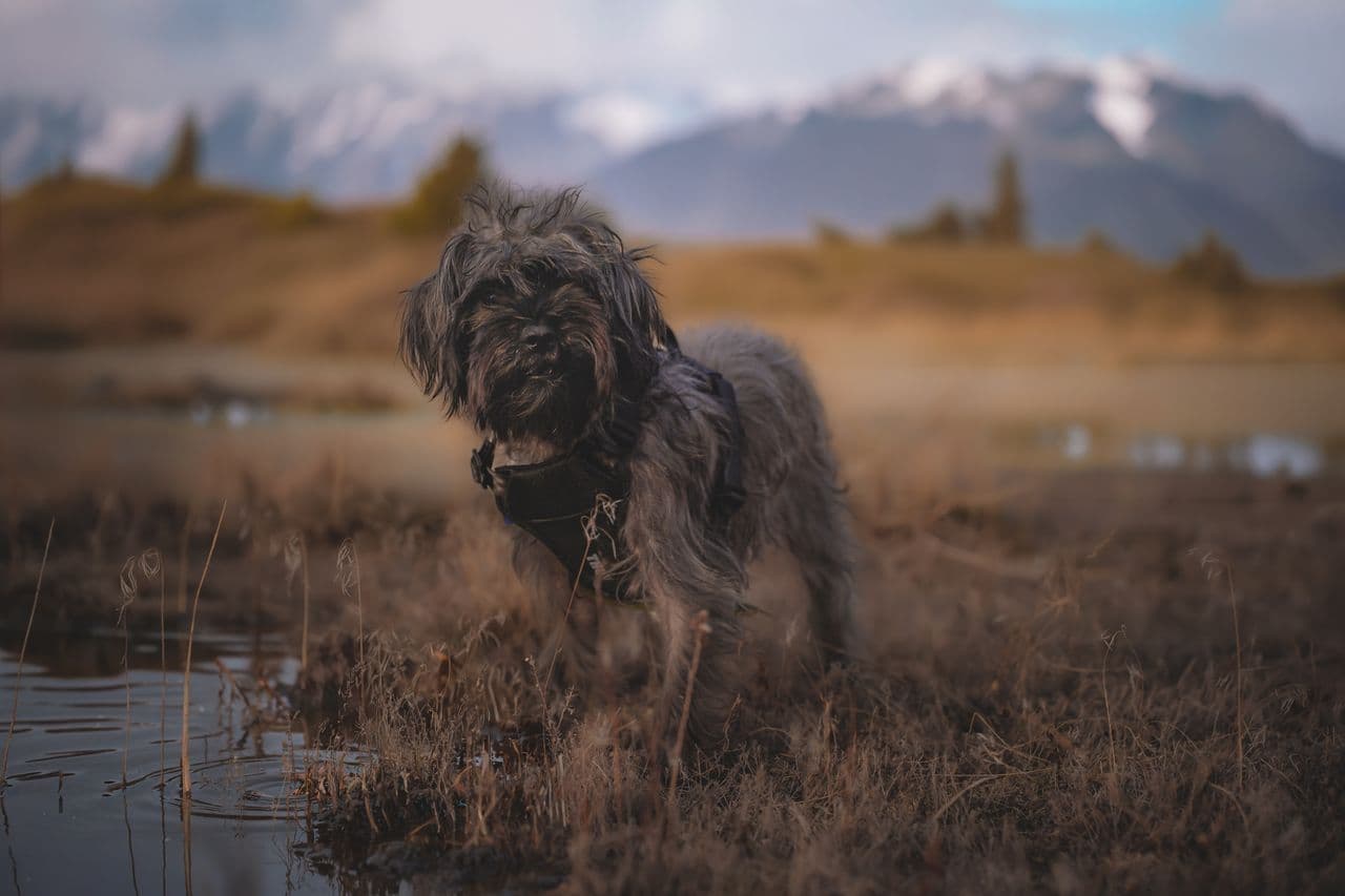 Pet travel photo 3