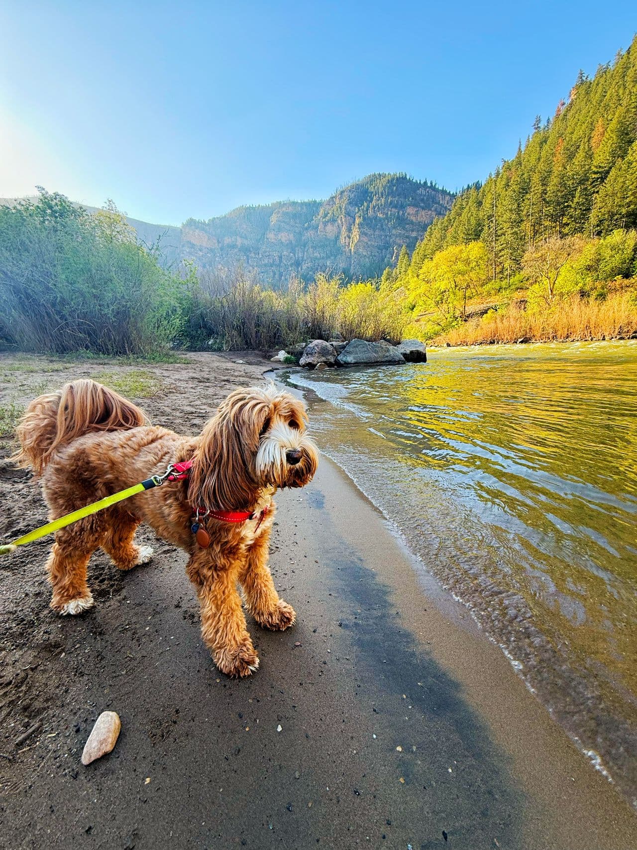 Pet travel photo 4