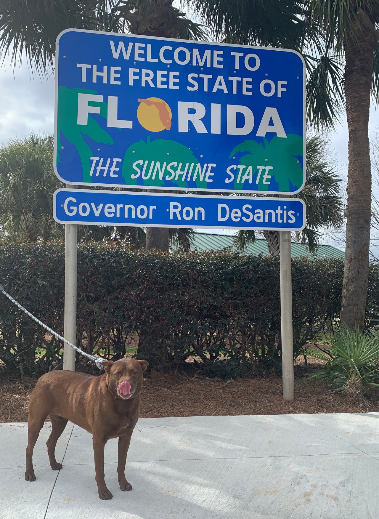 Pet travel photo 2
