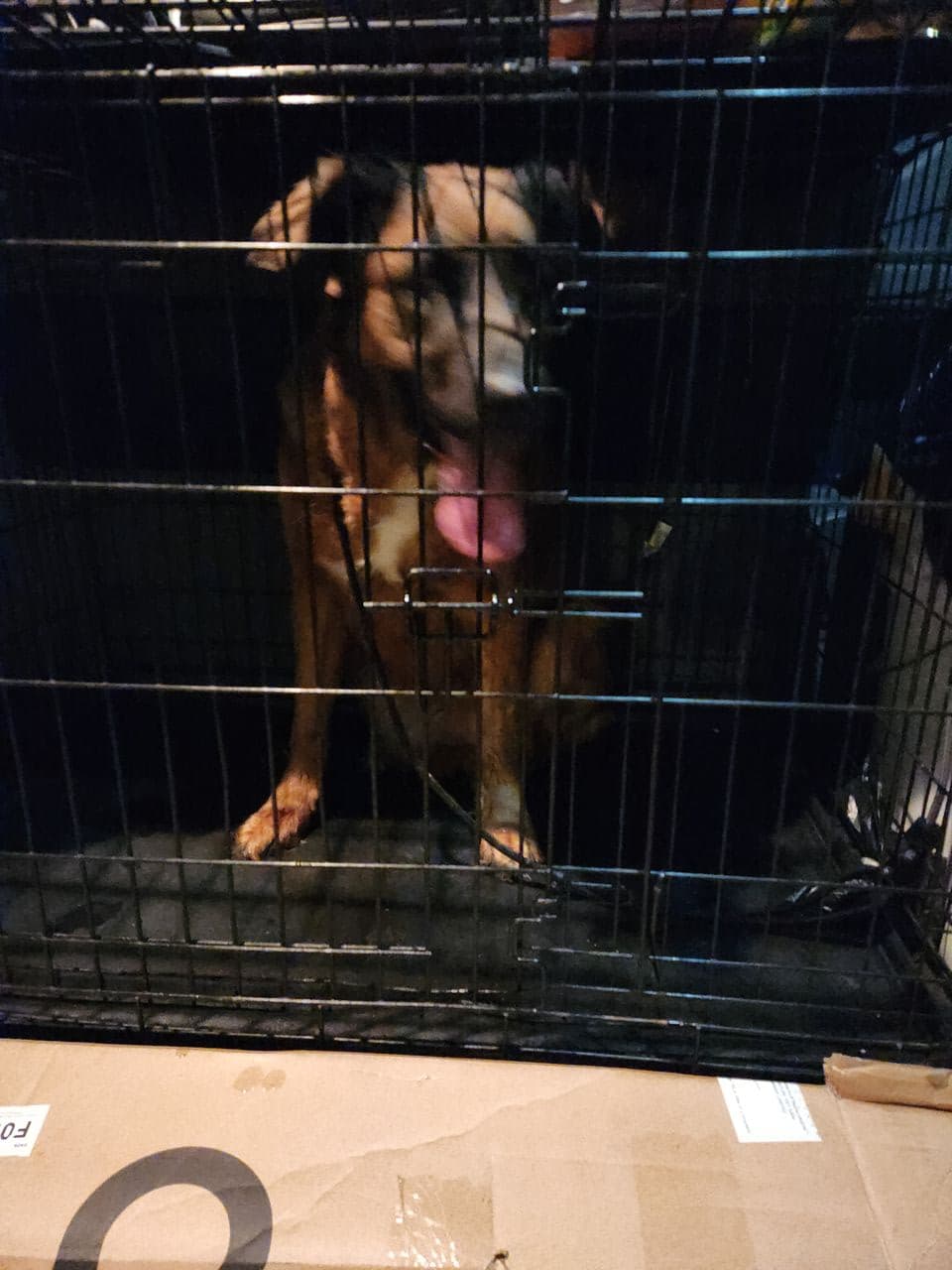 Pet travel photo 1