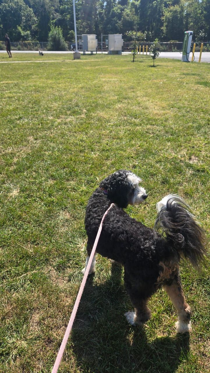 Pet travel photo 1