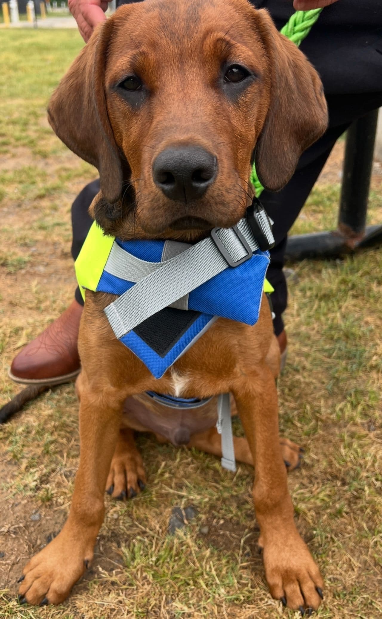 Pet travel photo 5