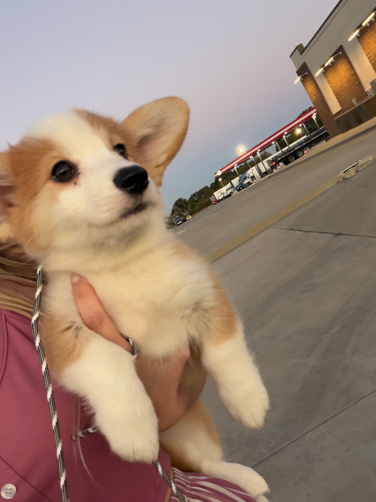 Pet travel photo 4