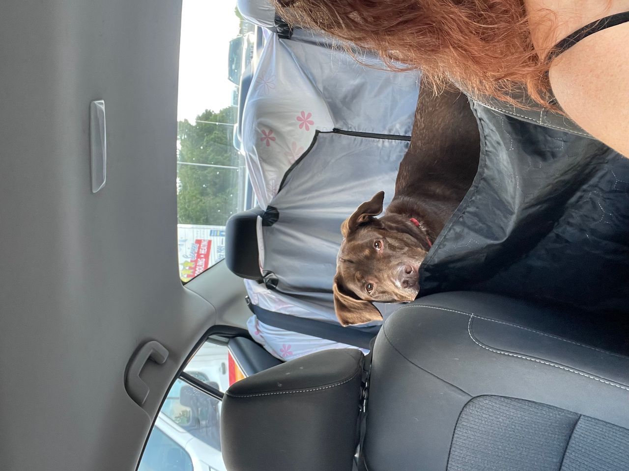 Pet travel photo 3