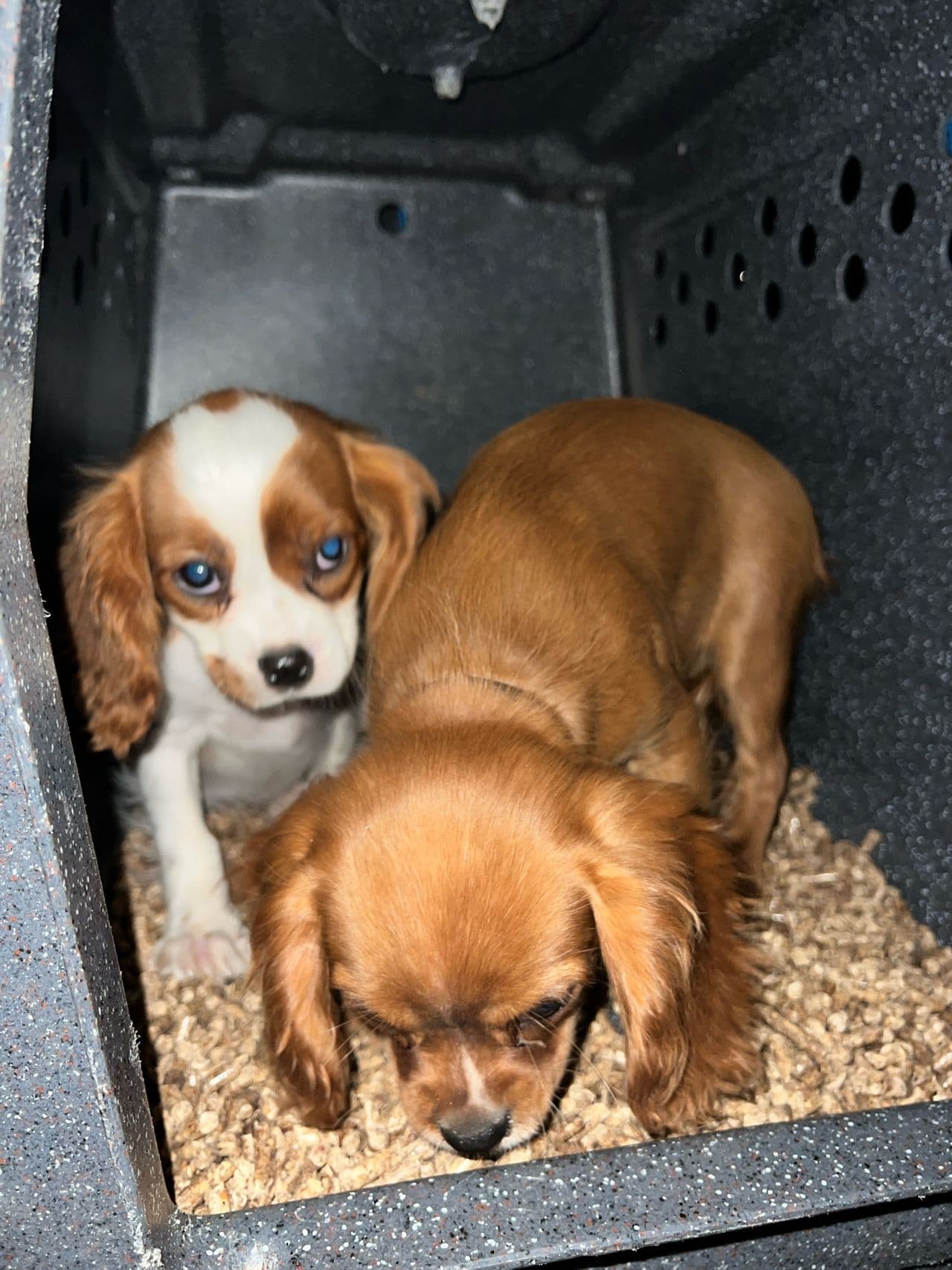 Pet travel photo 1