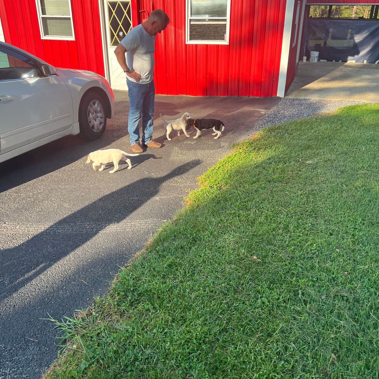 Pet travel photo 4