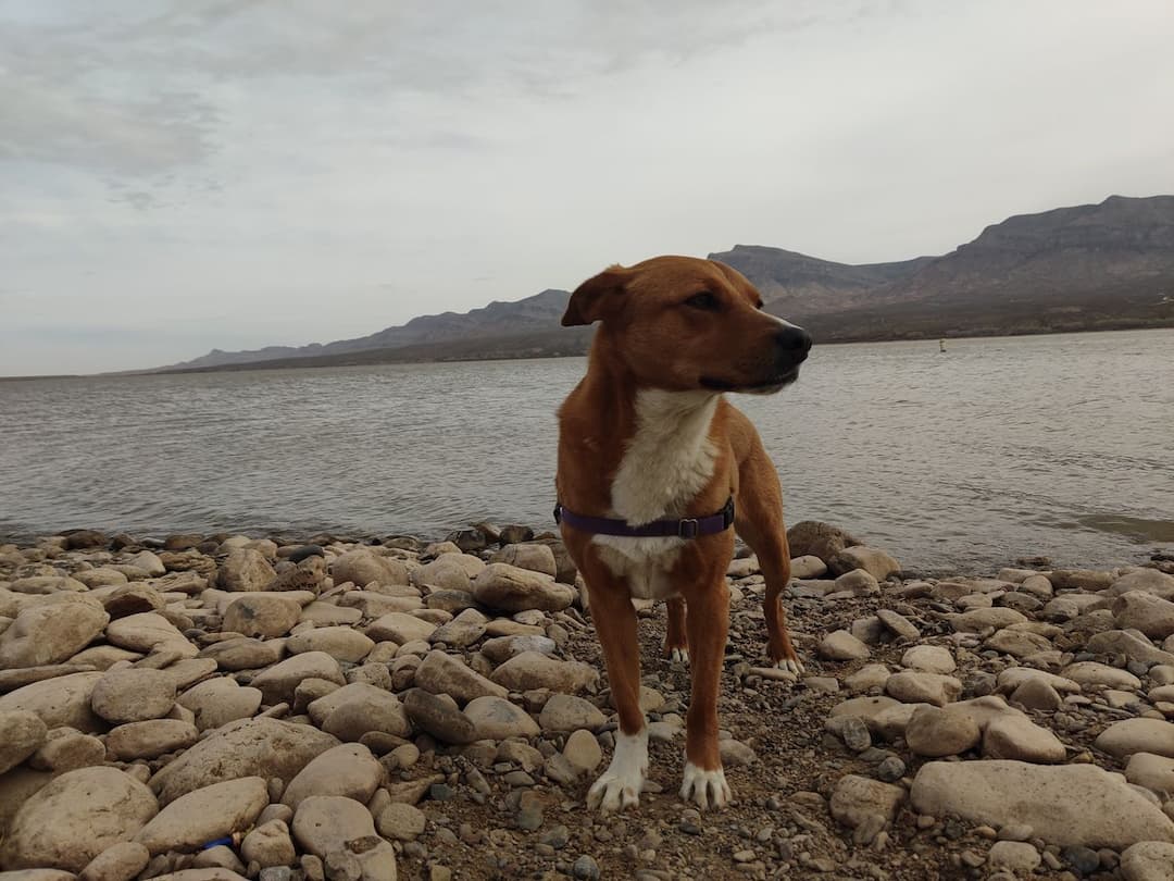 Continental Trails Pet Transport