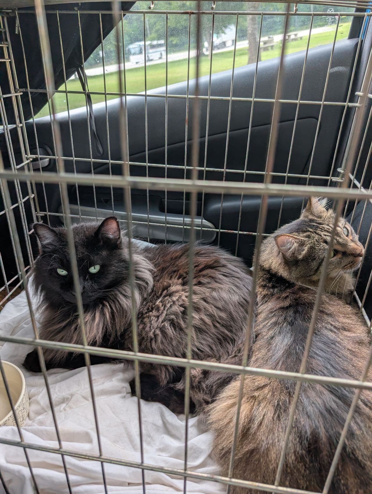 Pet travel photo 5
