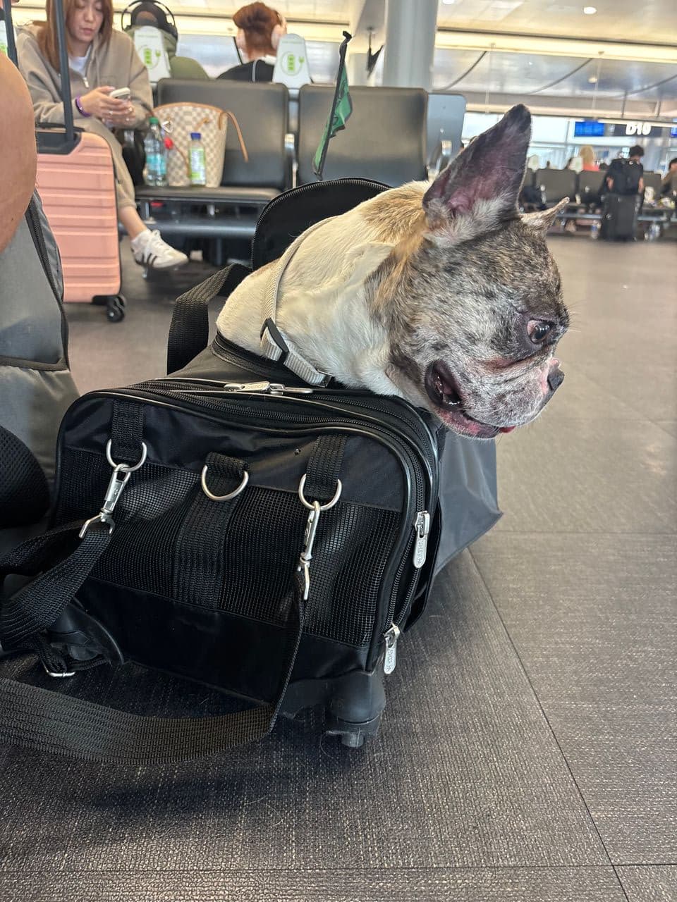 Pet travel photo 2
