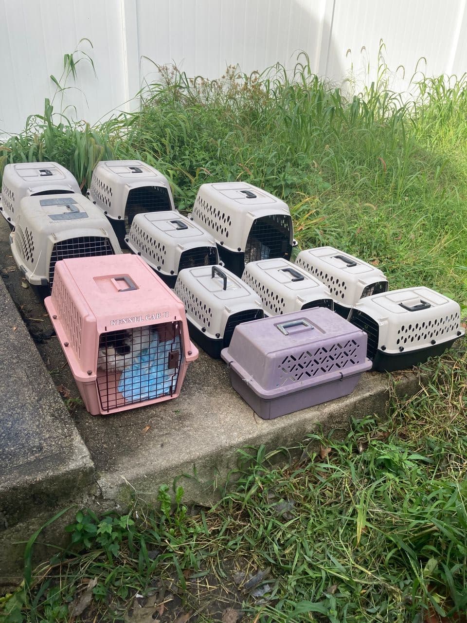 Pet travel photo 2