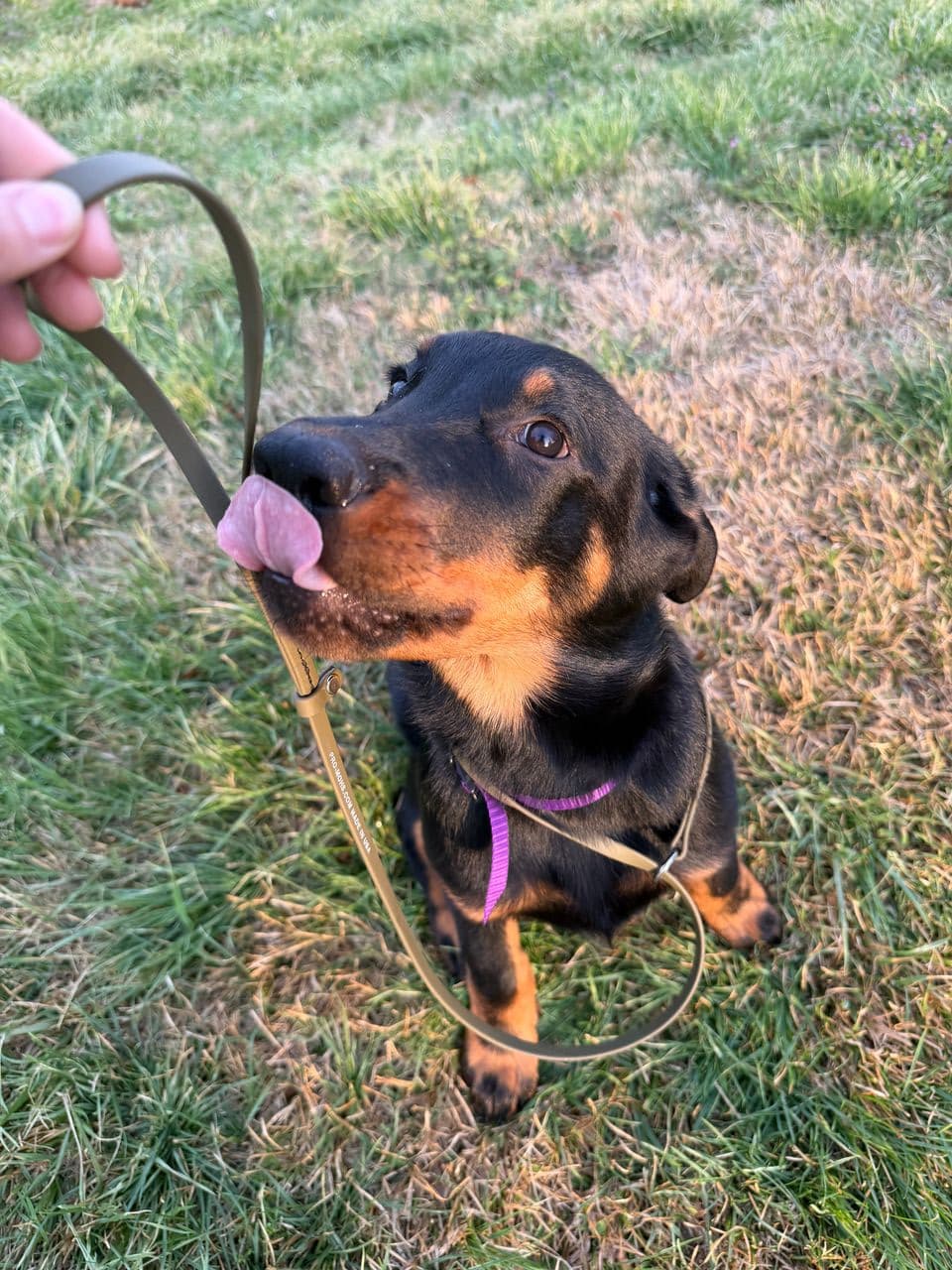Pet travel photo 2