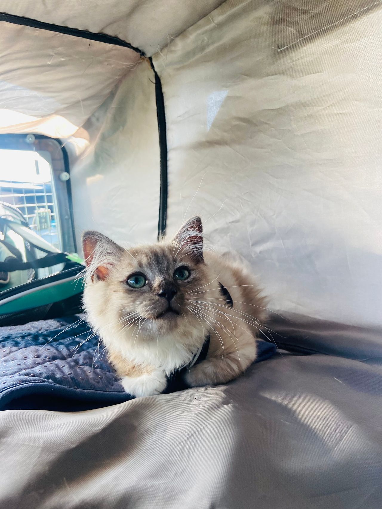 Pet travel photo 3