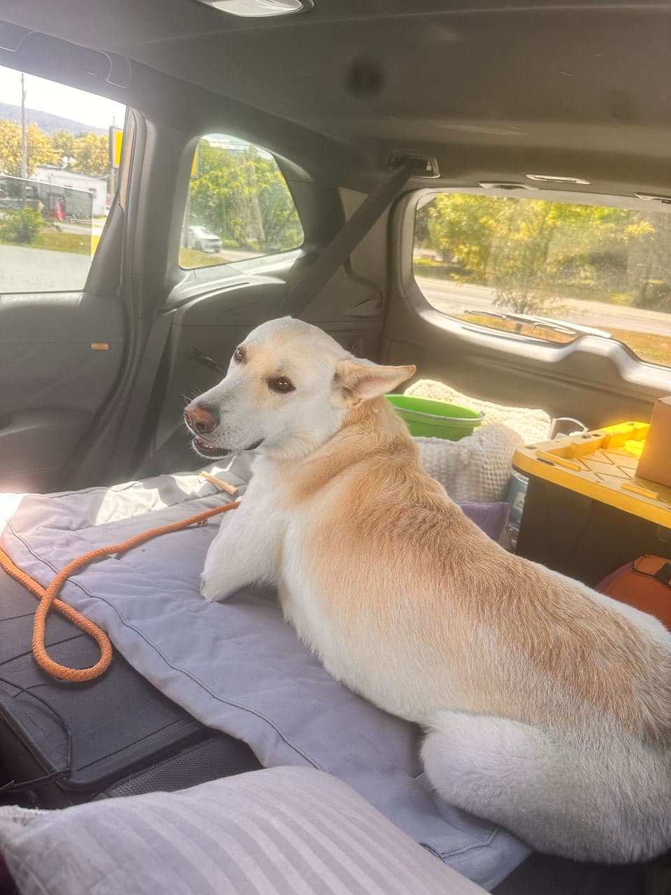 Pet travel photo 6
