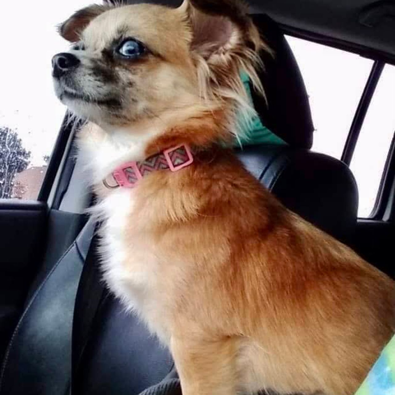 Pet travel photo 6