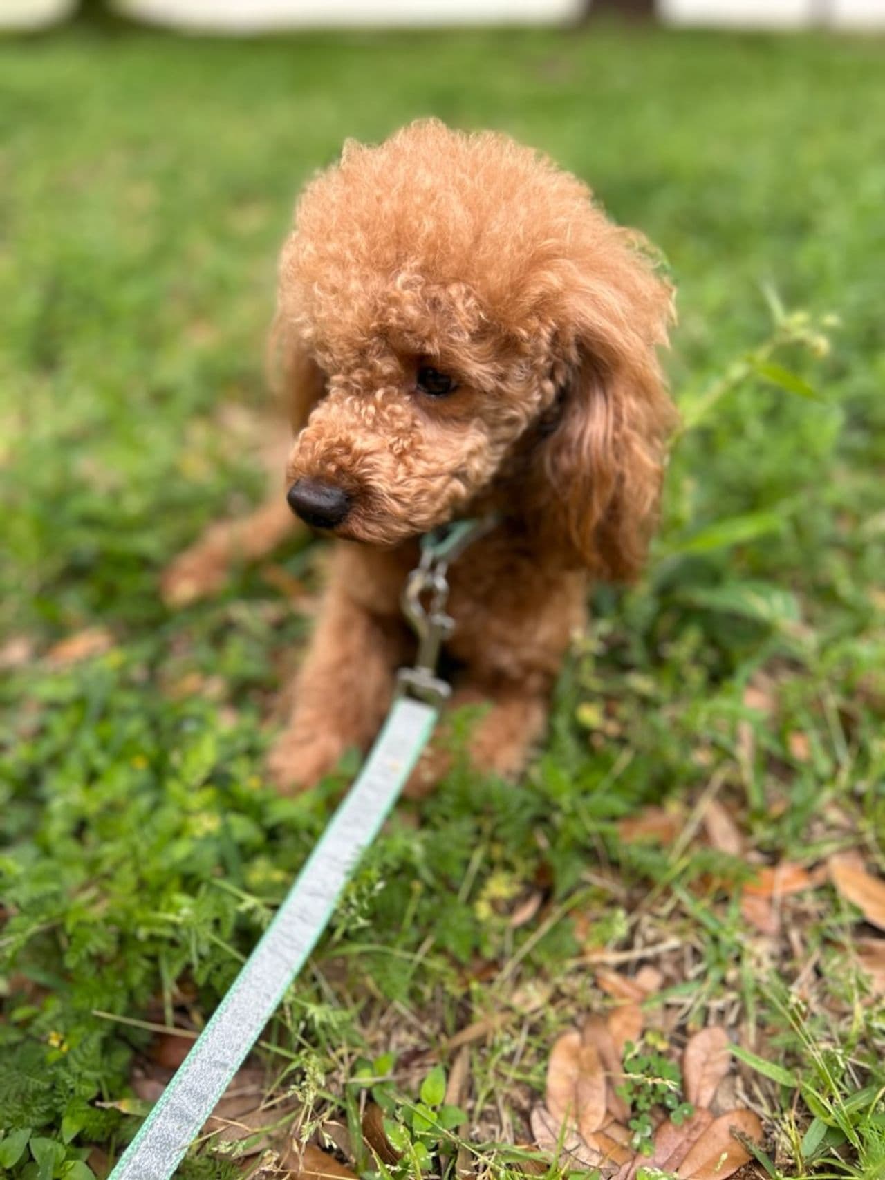 Pet travel photo 2