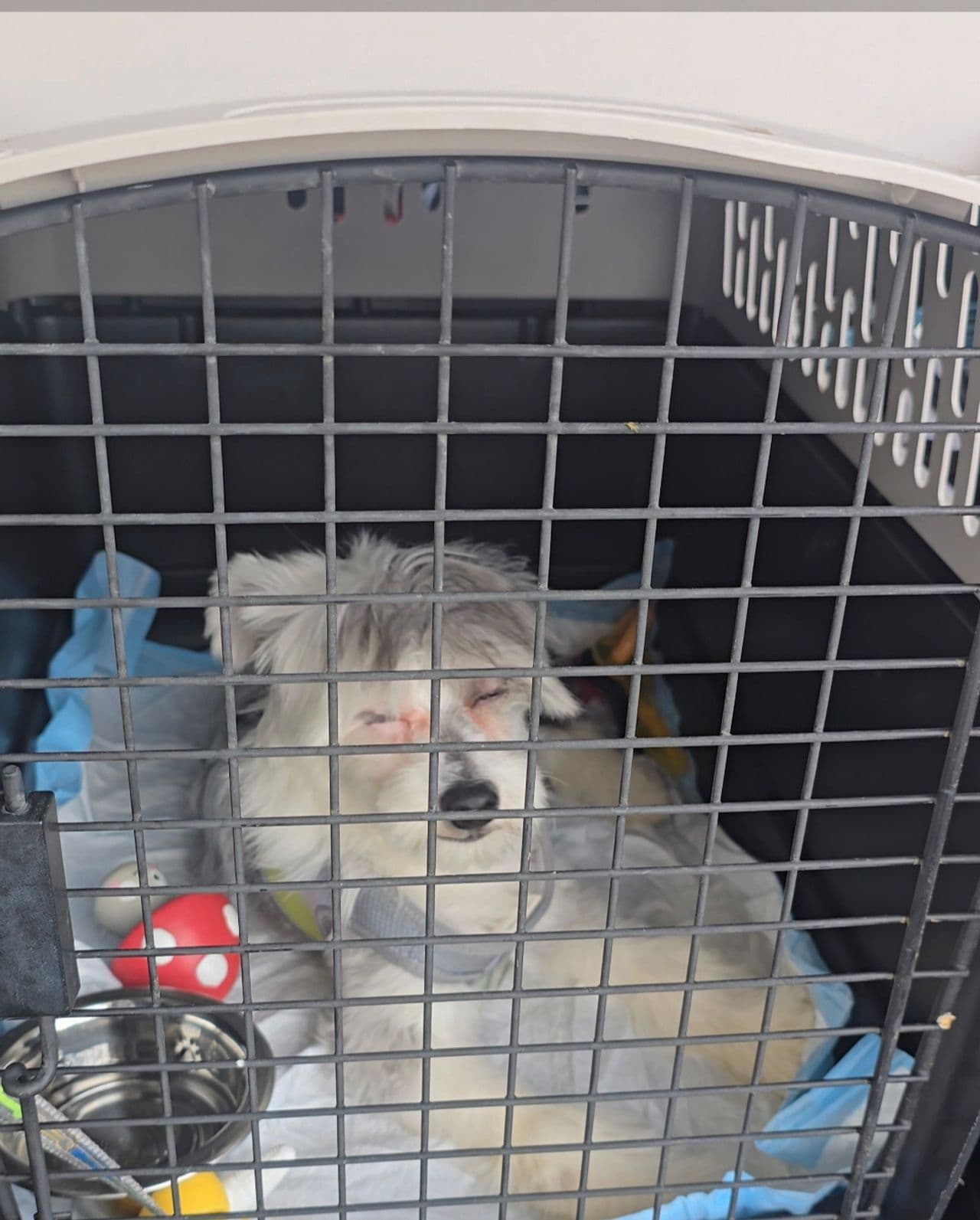 Pet travel photo 2