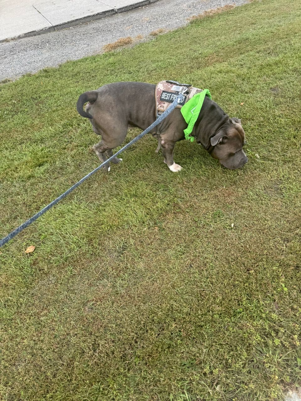 Pet travel photo 1