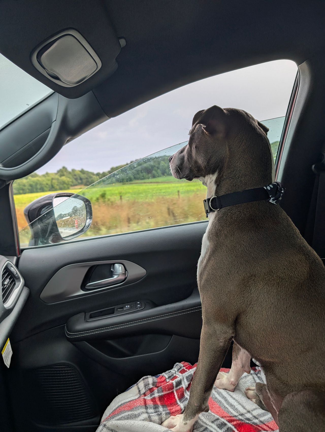 Pet travel photo 2