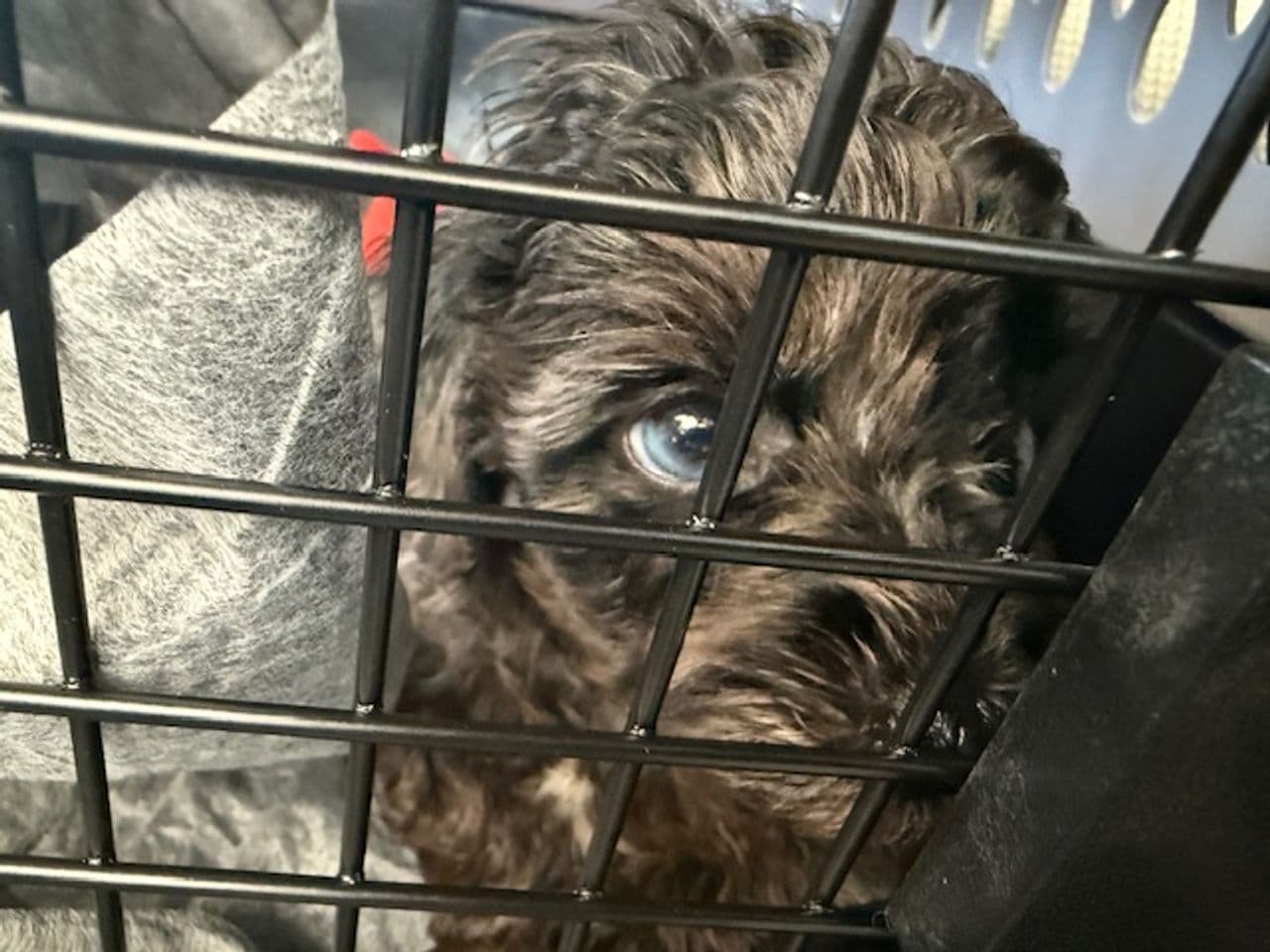 Pet travel photo 6
