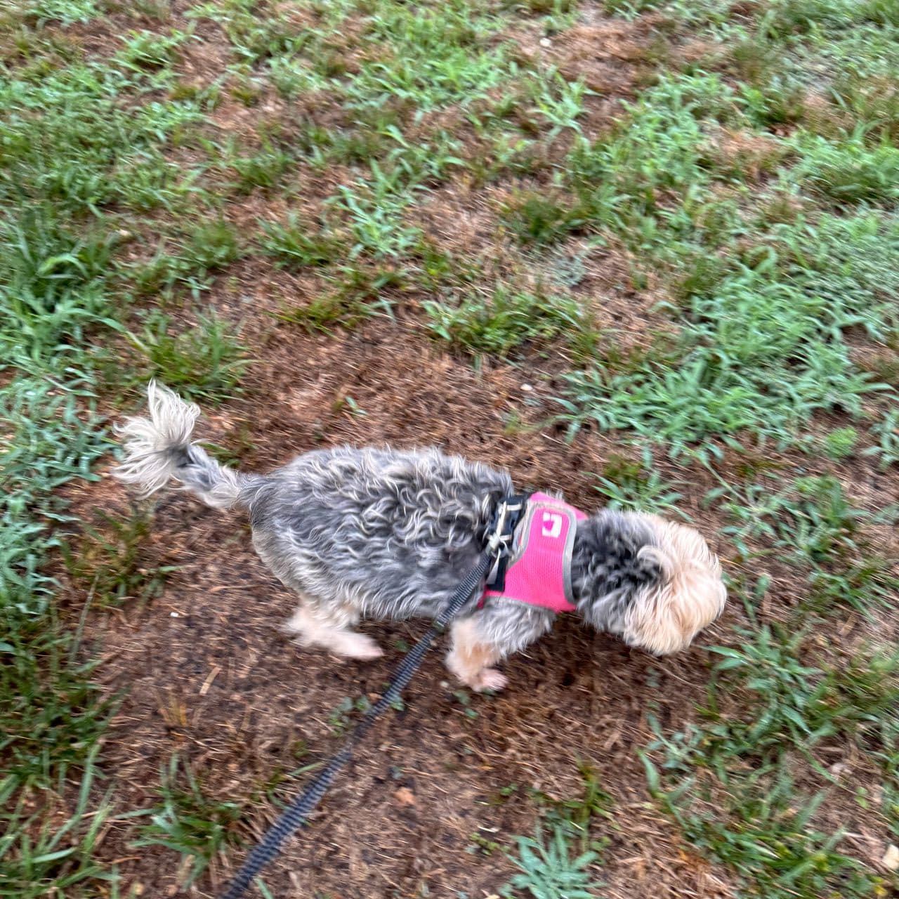 Pet travel photo 5