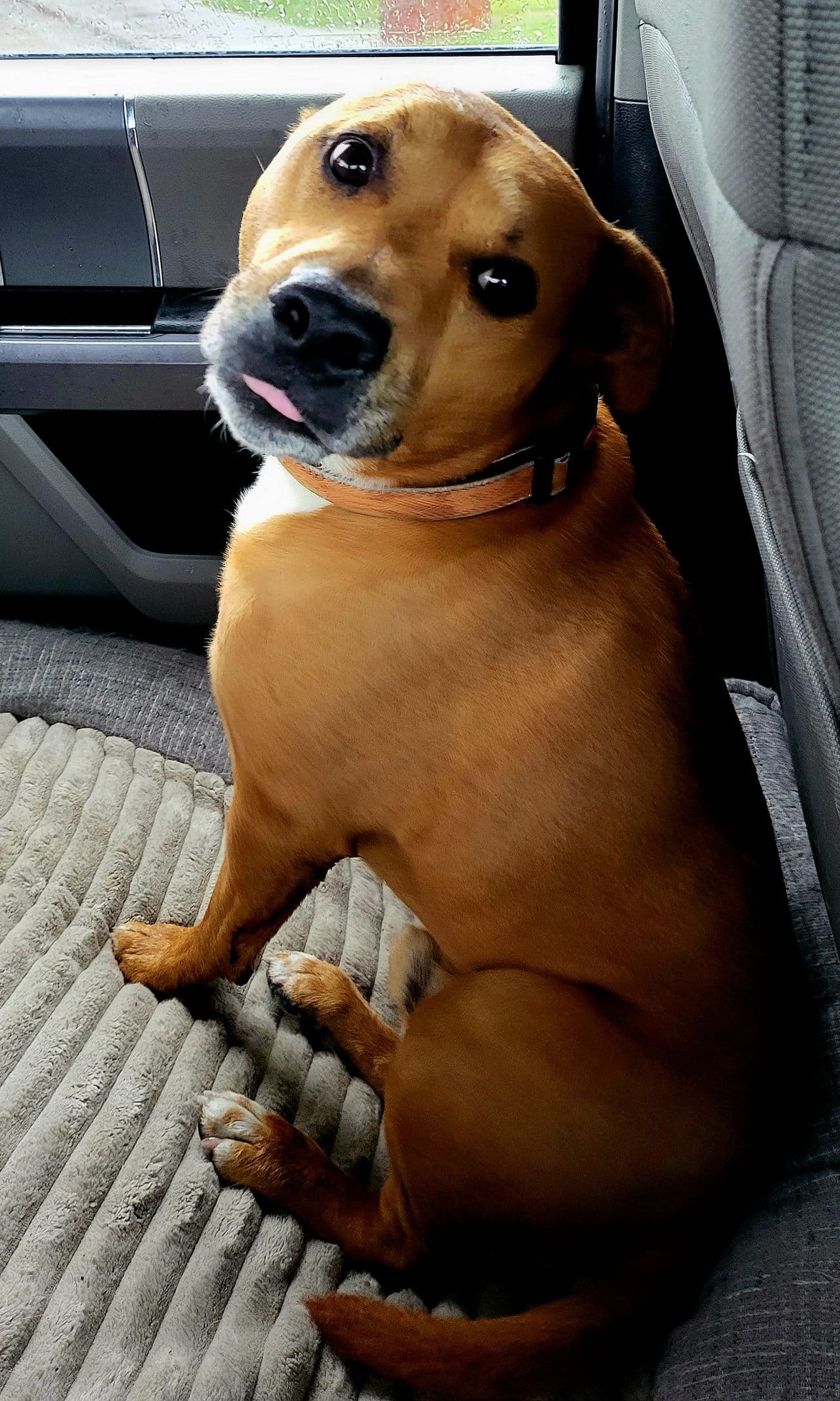 Pet travel photo 5