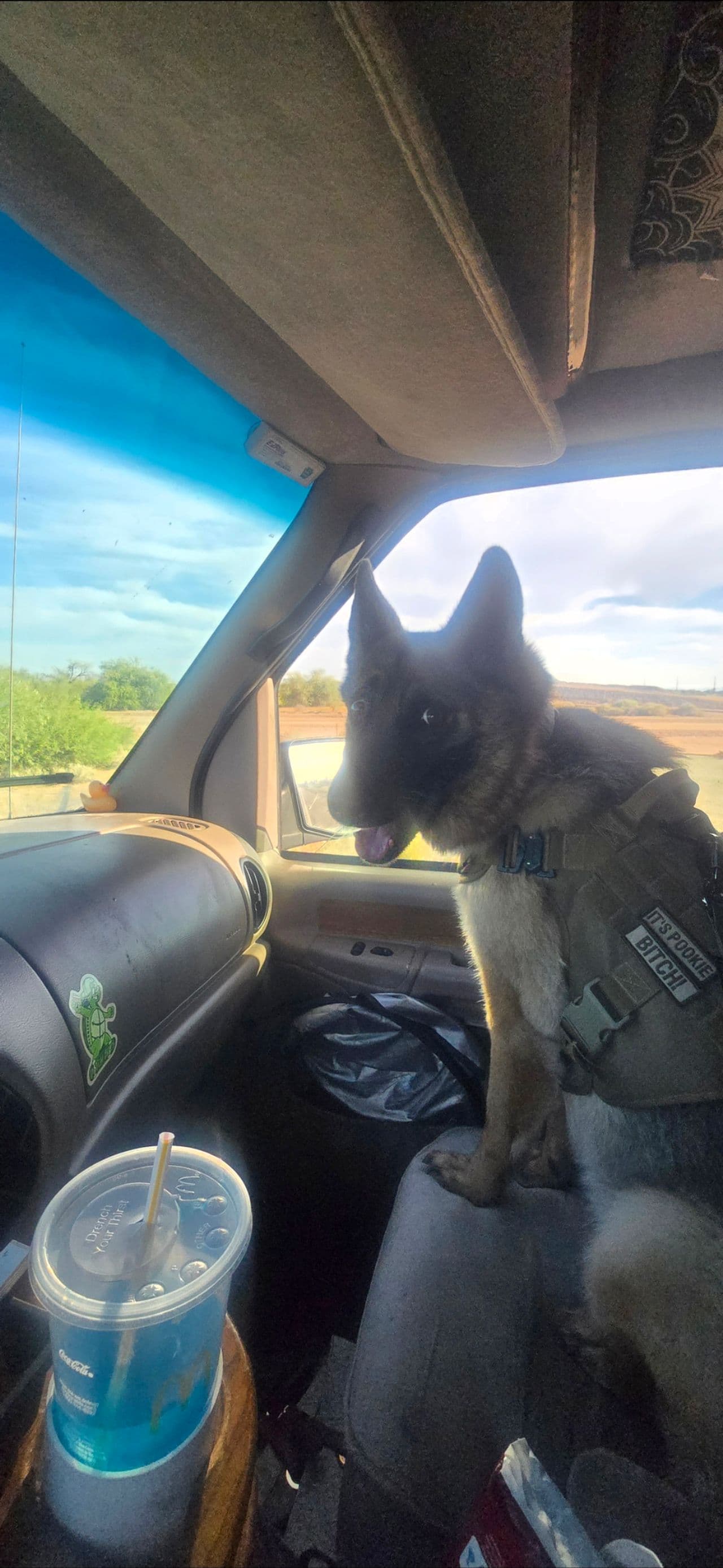Pet travel photo 3