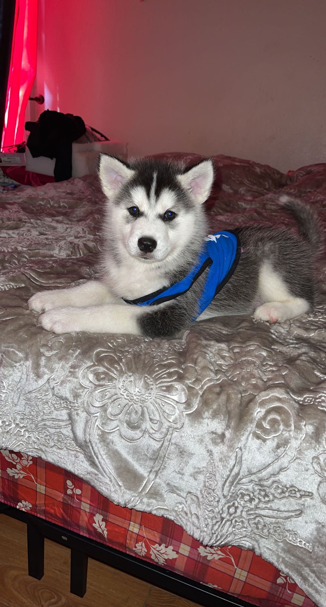 Pet travel photo 6