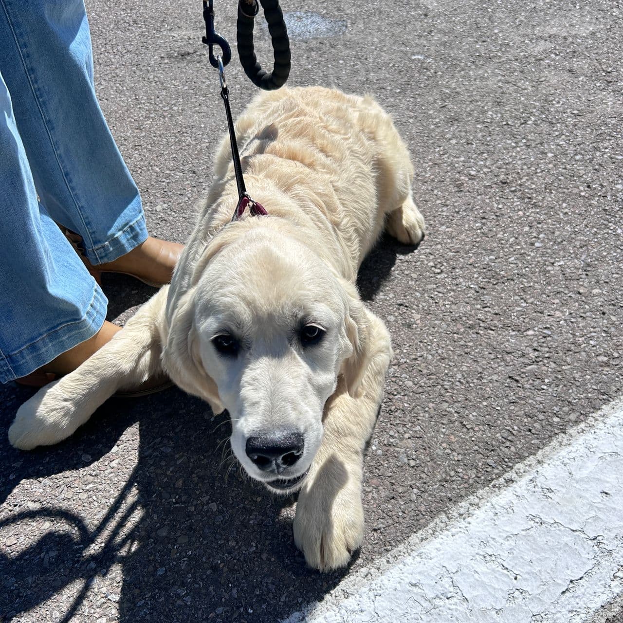 Pet travel photo 4