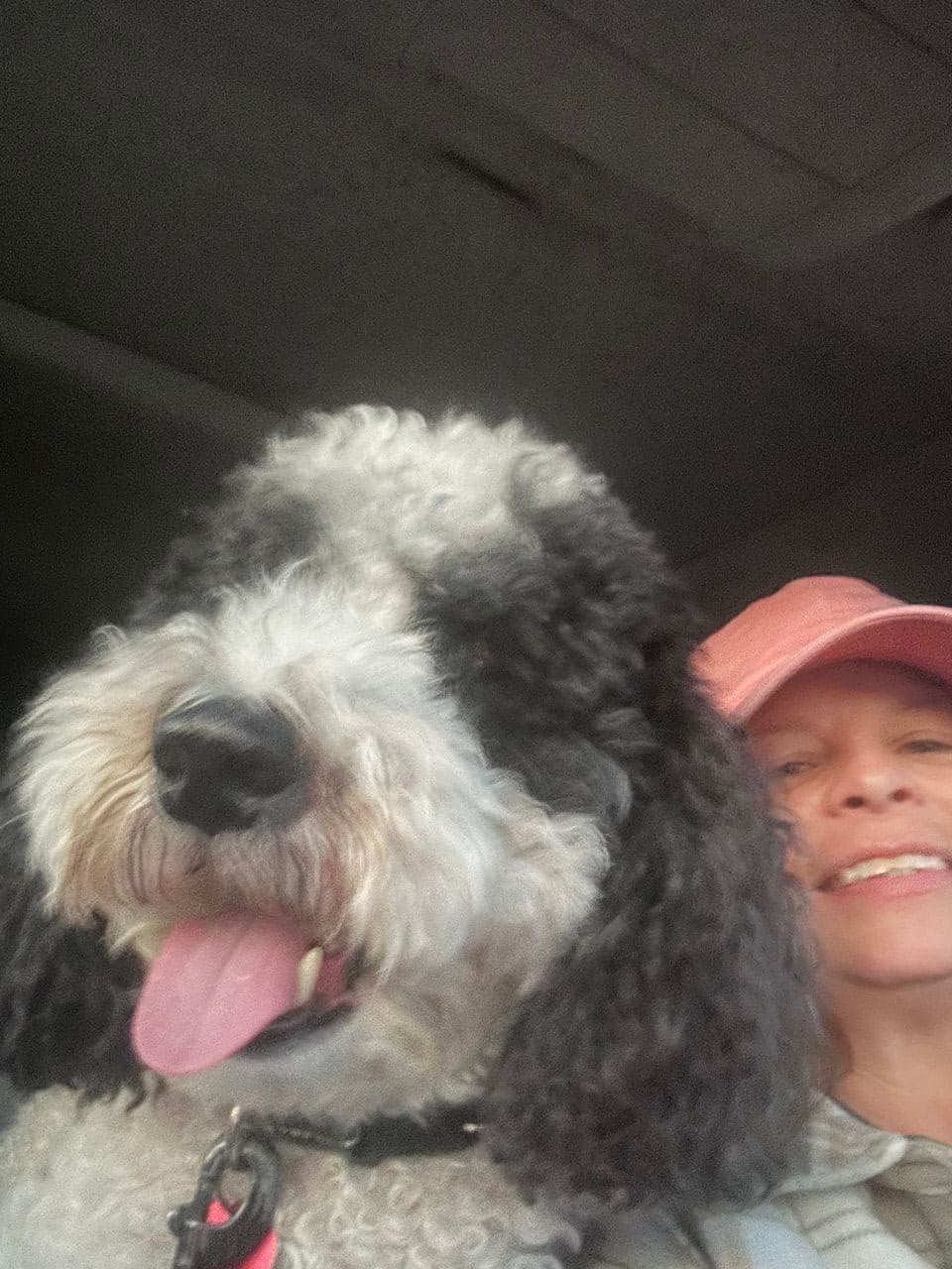 Pet travel photo 4