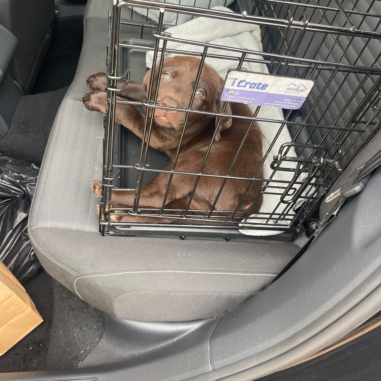 Pet travel photo 4