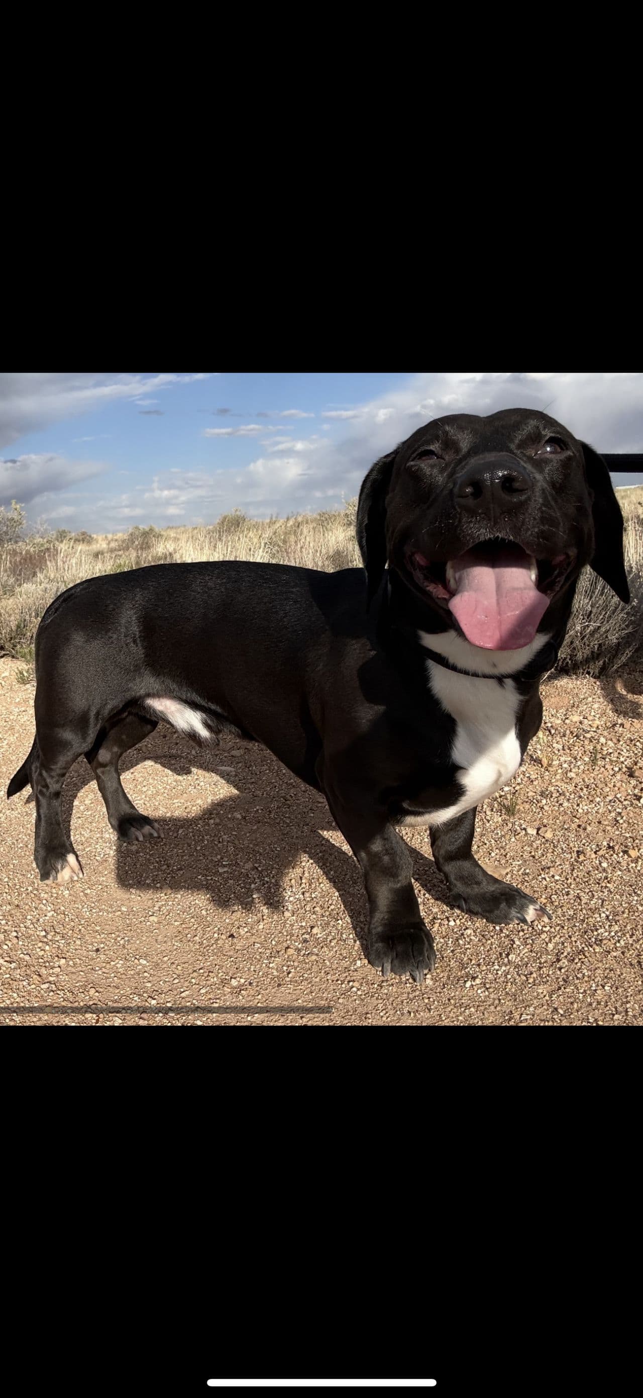Pet travel photo 2