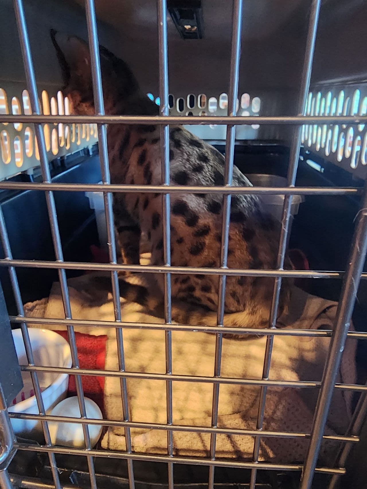Pet travel photo 3