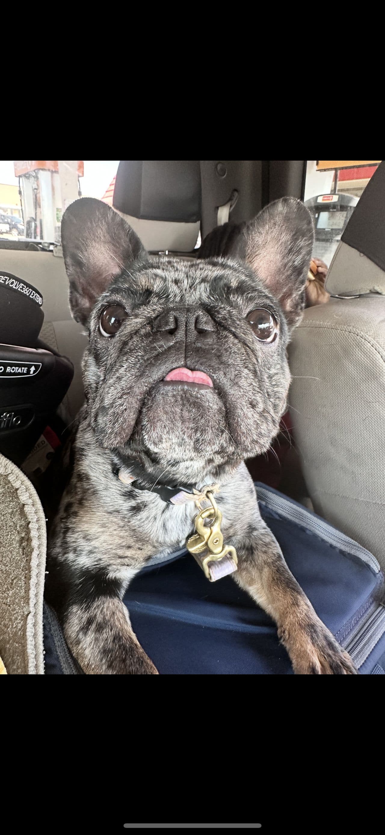 Pet travel photo 3
